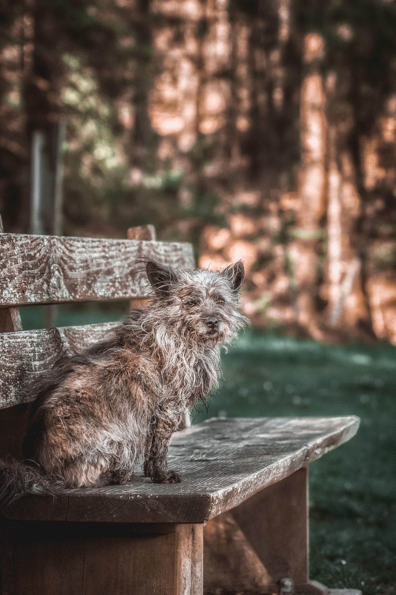 Petit chien au poil gris et hirsute, assis sur un banc en bois, devant un fond de sous-bois