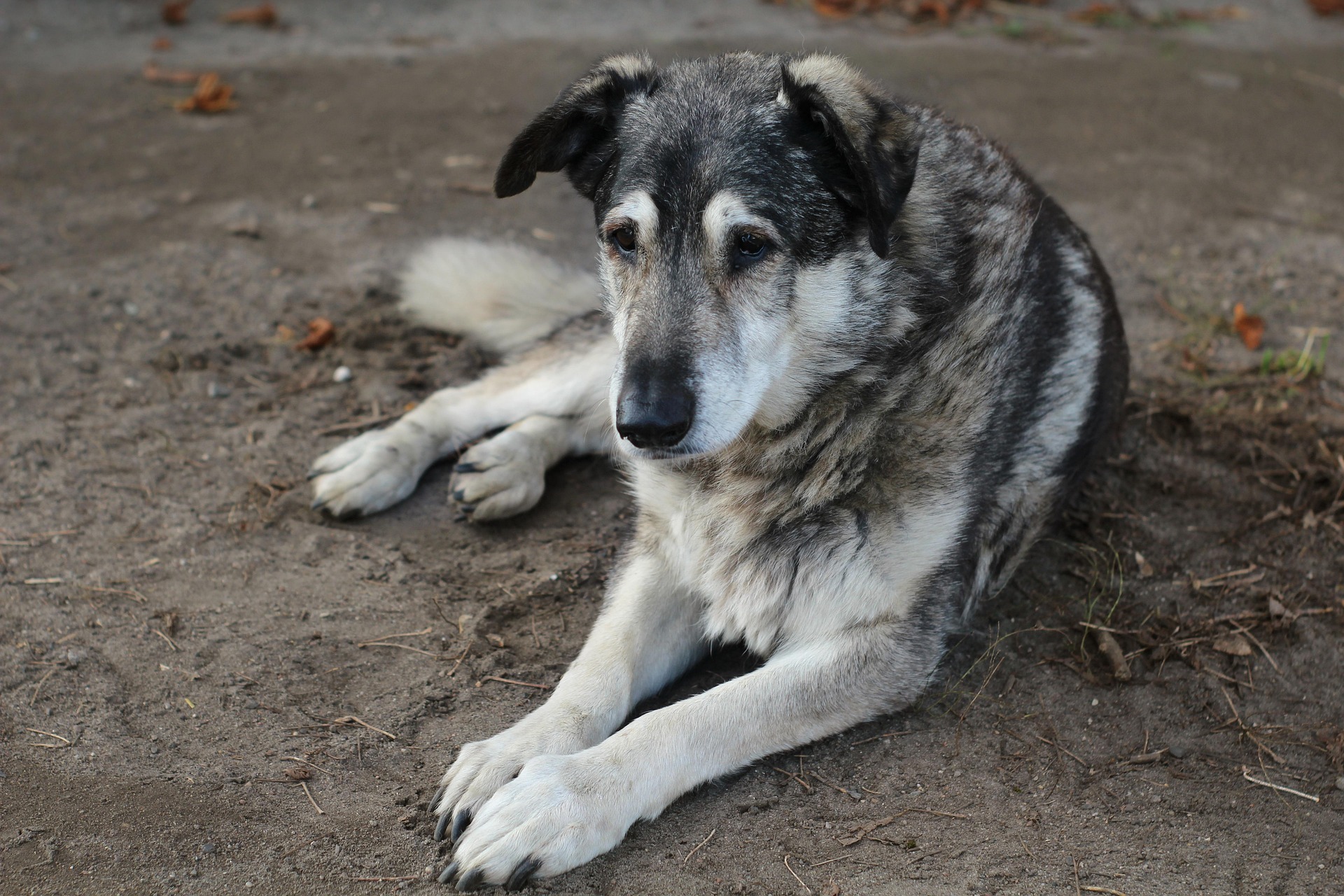 Chien âgé au poil gris et blanc, couché sur la terre, le museau grisonnant et la tête basse