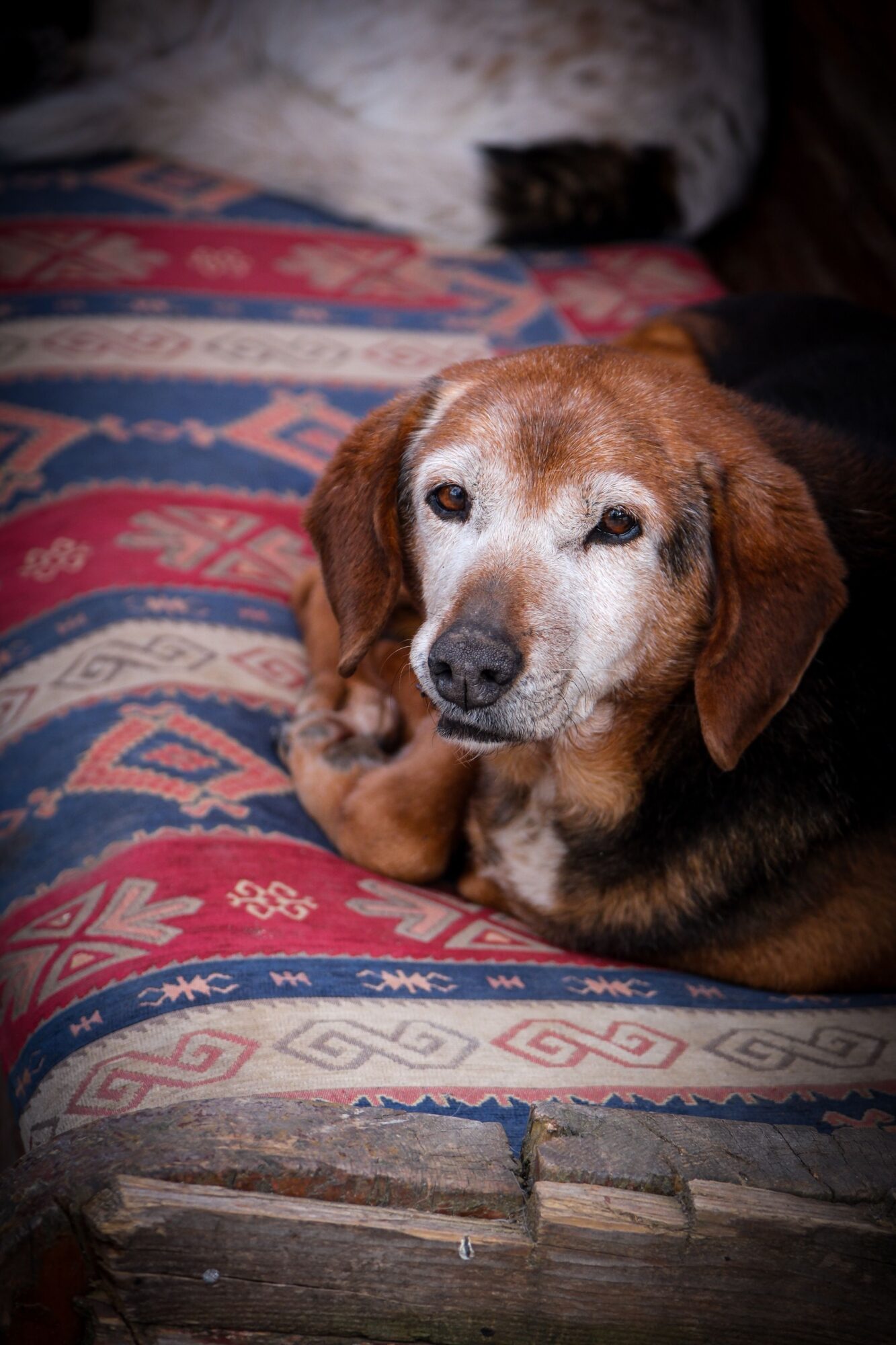 Chien âgé au poil roux et au museau blanchi, couché sur une couverture à motifs rouges et bleus, le regard doux