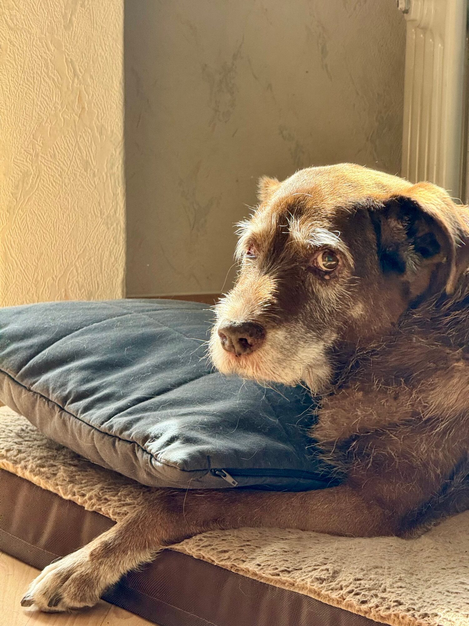 Chien âgé au museau clair, la tête posée sur un coussin gris, couché dans une lumière dorée