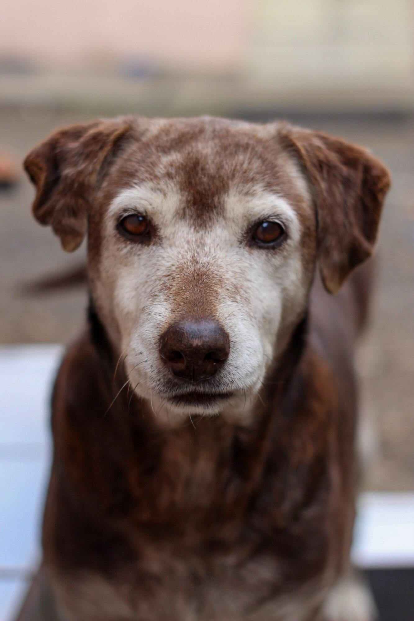 Portrait de face d'un chien âgé au poil brun, au museau et aux sourcils grisonnants