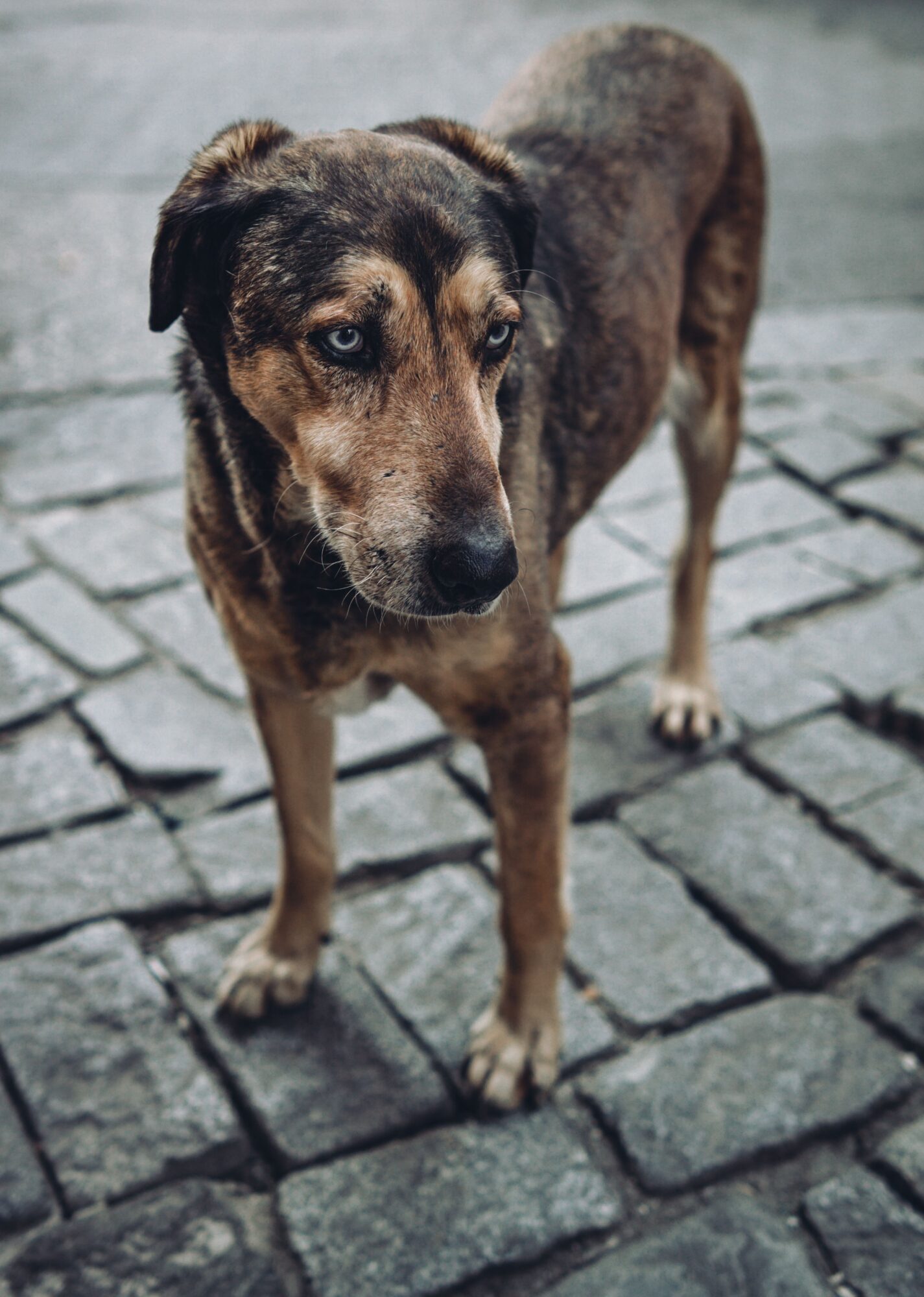 Chien âgé aux yeux au reflet bleuté, debout sur des pavés