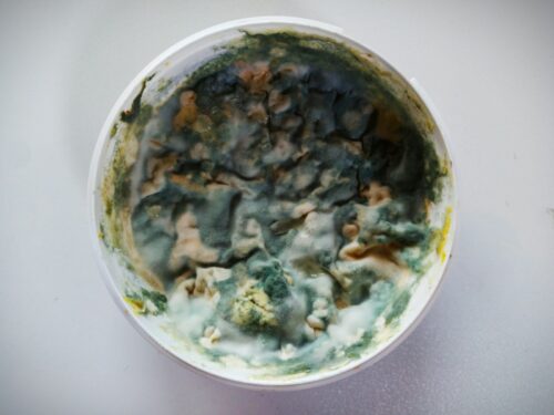 Pot contenant un aliment recouvert de moisissures bleu-vert : les moisissures peuvent faire trembler le chien