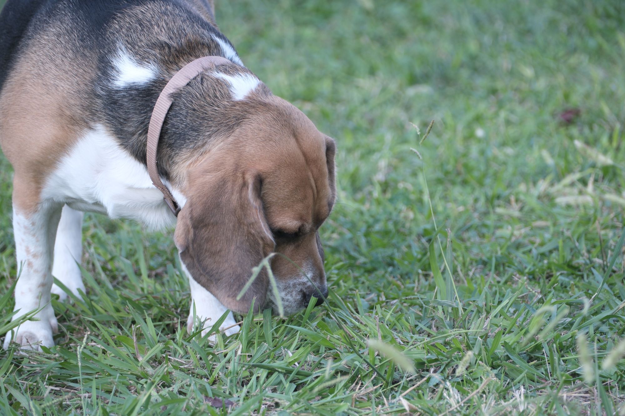 Beagle tricolore qui renifle l'herbe d'un parc, la truffe au ras du sol