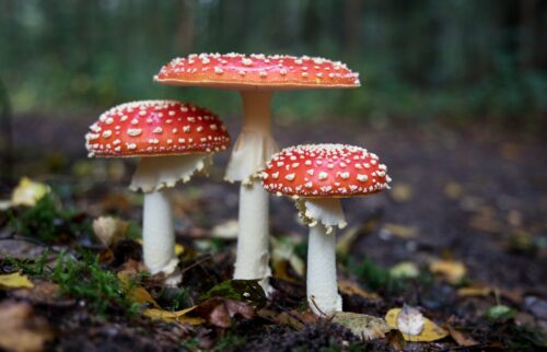 Champignons sauvages à chapeau rouge tacheté de blanc dans un sous-bois : certains champignons sont mortels pour le chien
