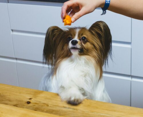 Épagneul papillon qui regarde une friandise tendue par une main au-dessus de sa tête