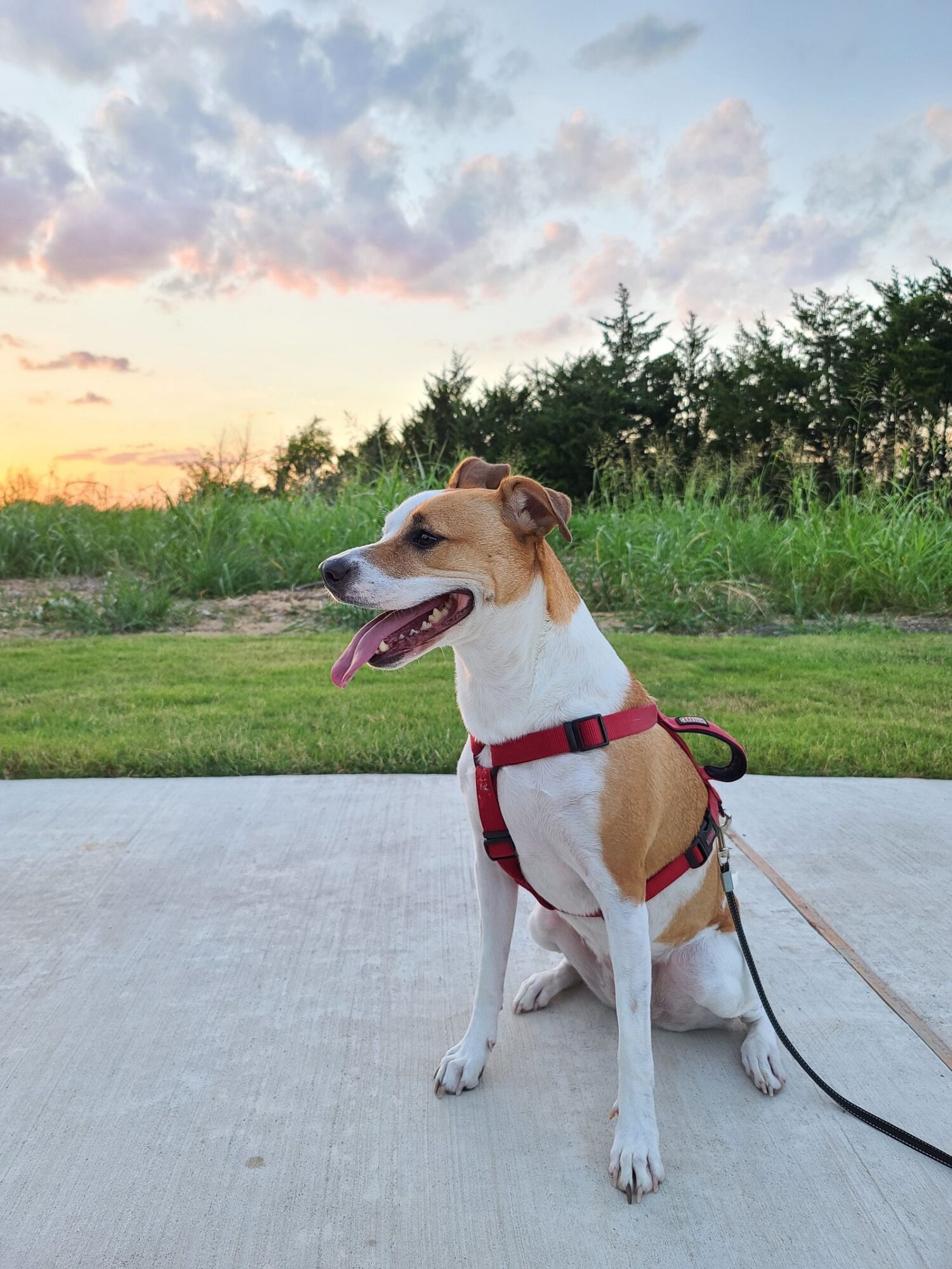 Chien en harnais rouge, assis sur un sol en béton, devant de l'herbe et des arbres, au coucher du soleil
