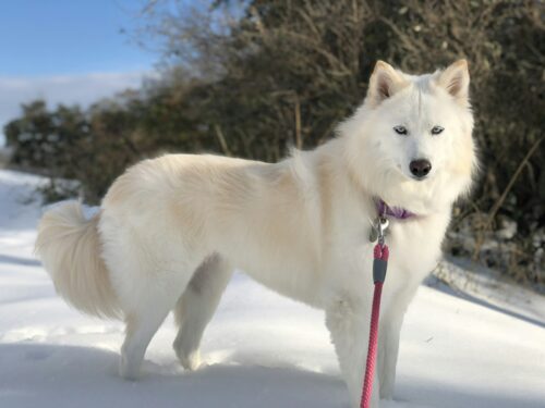 Chien au poil épais et blanc debout dans la neige : le double pelage des chiens nordiques les protège du froid