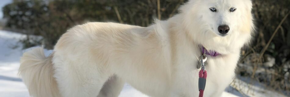 Chien au poil épais, blanc, debout dans la neige par une journée ensoleillée