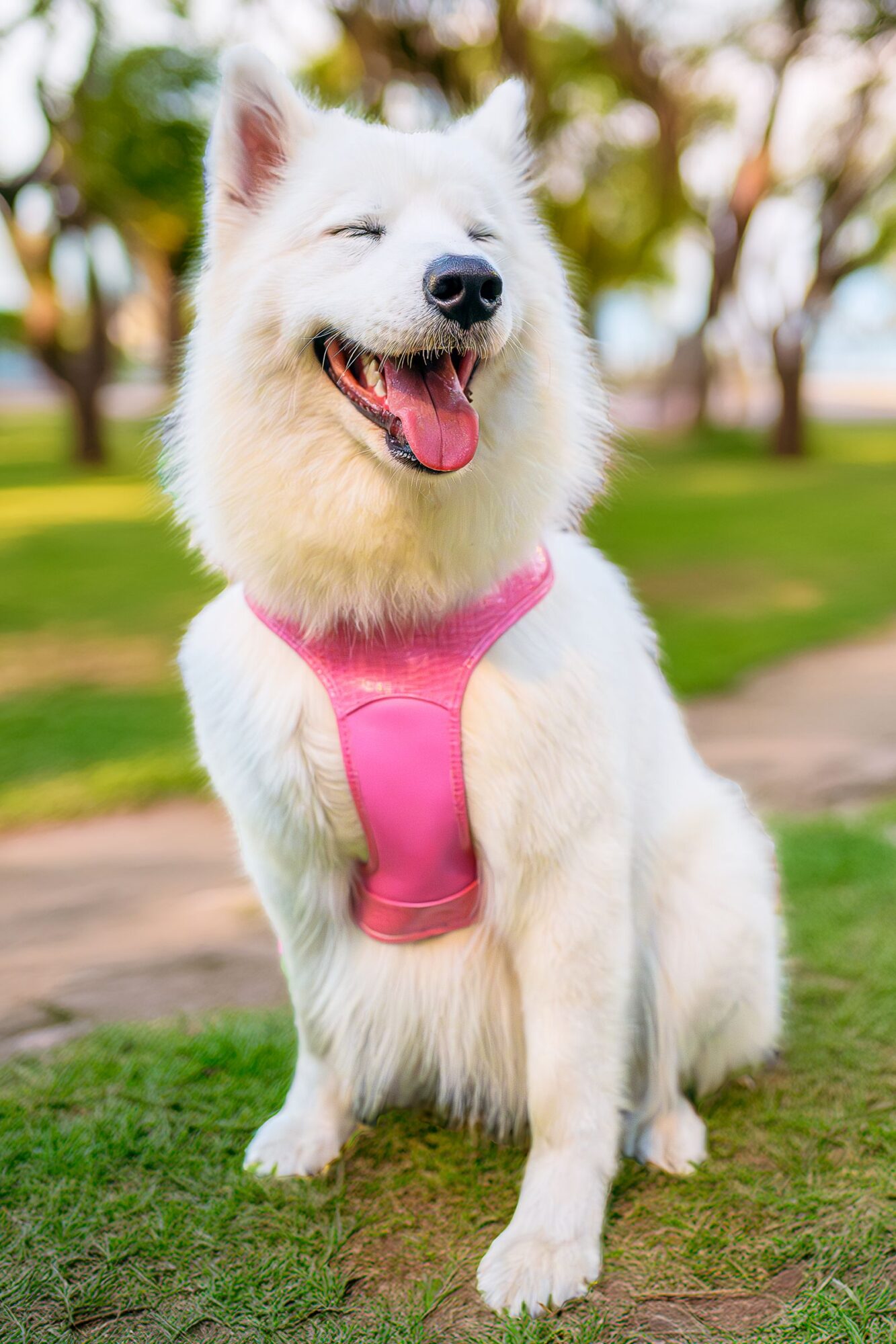 Chien blanc au poil épais, la langue pendante, assis dans un parc et portant un harnais rose