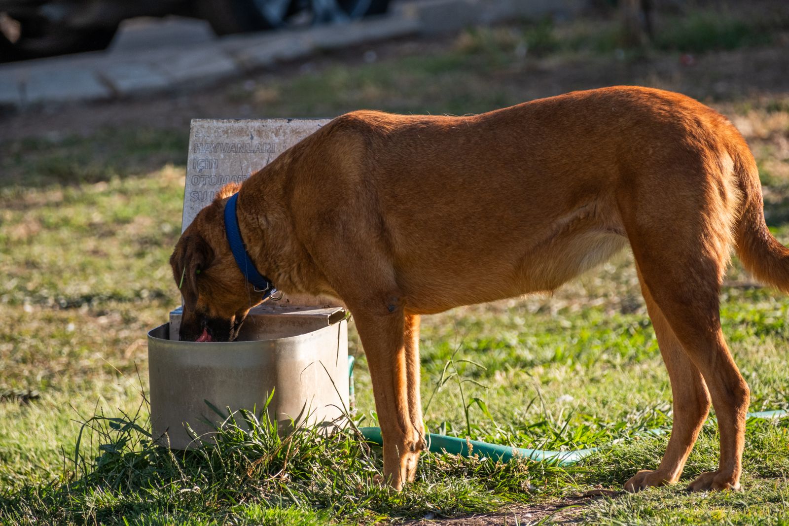 Chien brun avec un collier bleu qui boit de l'eau dans un récipient en métal posé sur l'herbe