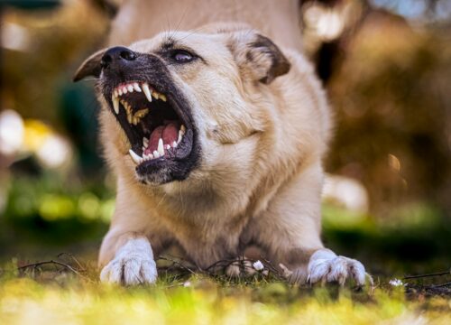 Chien couché qui gronde en montrant les crocs : une posture de protection de ressource