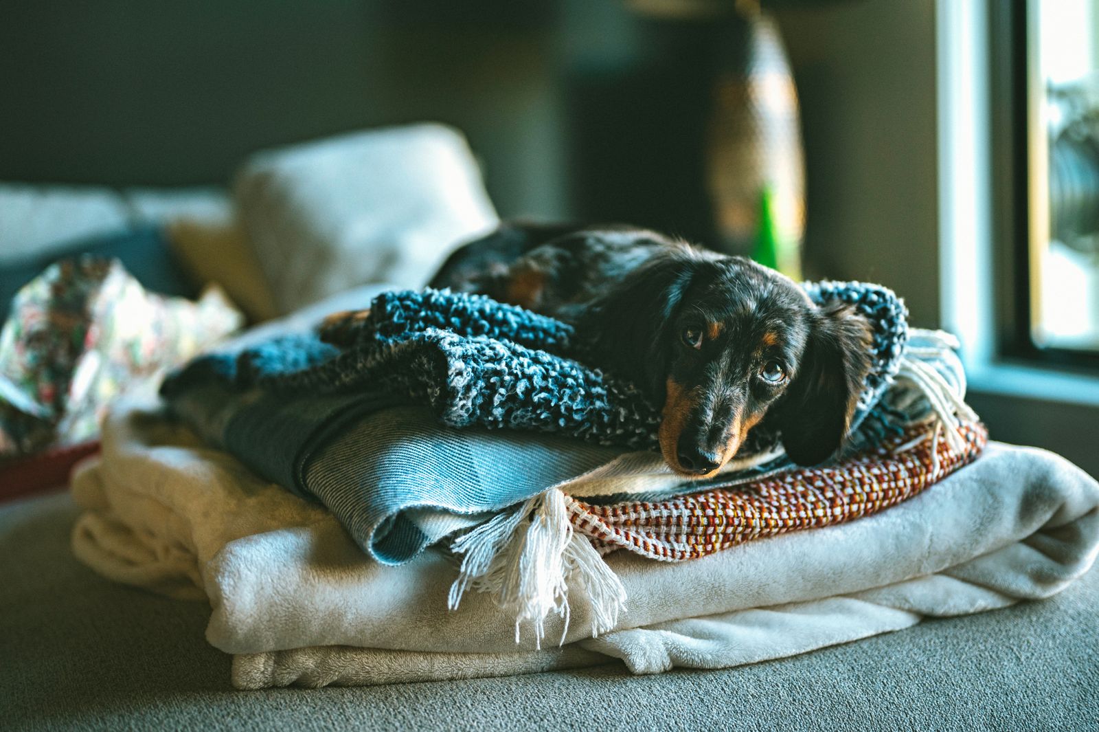Chien au poil sombre à reflets feu, aux longues oreilles, couché sur une pile de couvertures pliées (l'une bleue en maille, une rayée, une rouge et orange, une crème) près d'une fenêtre, le regard tourné vers l'objectif
