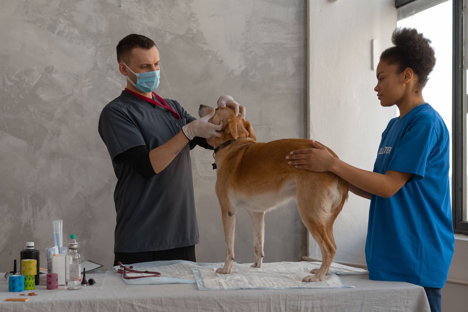 Chien au poil fauve debout sur une table recouverte d'un drap, la tête tenue par une personne masquée et gantée tandis qu'une autre, en t-shirt bleu, lui tient le dos ; du matériel de soin est posé au bord de la table