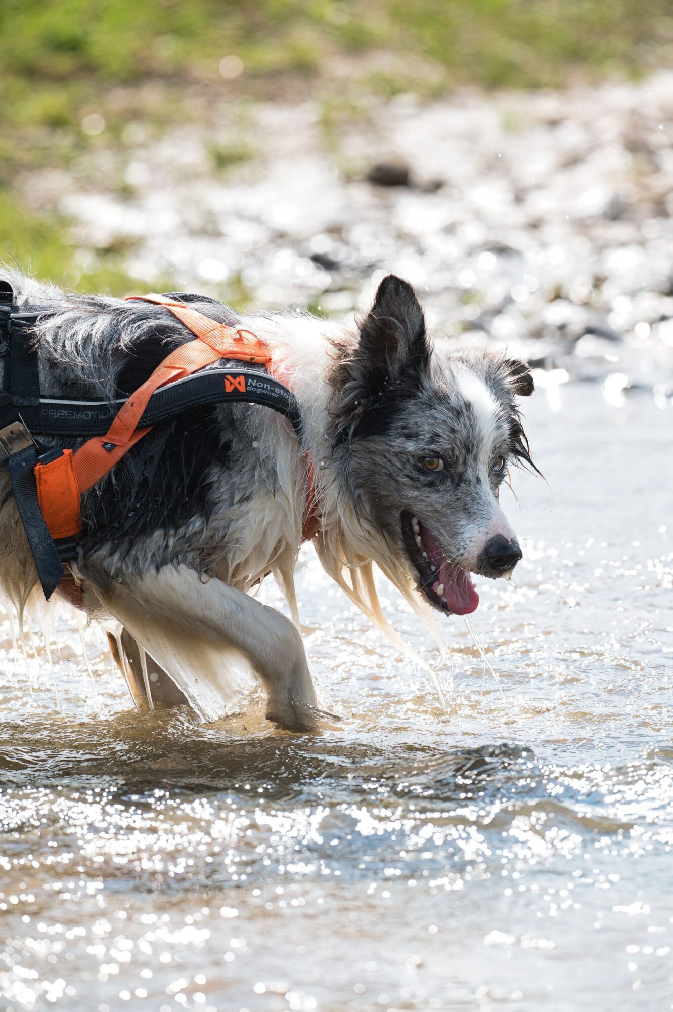 Chien gris, noir et blanc équipé d'un harnais orange et noir, dans l'eau d'un ruisseau