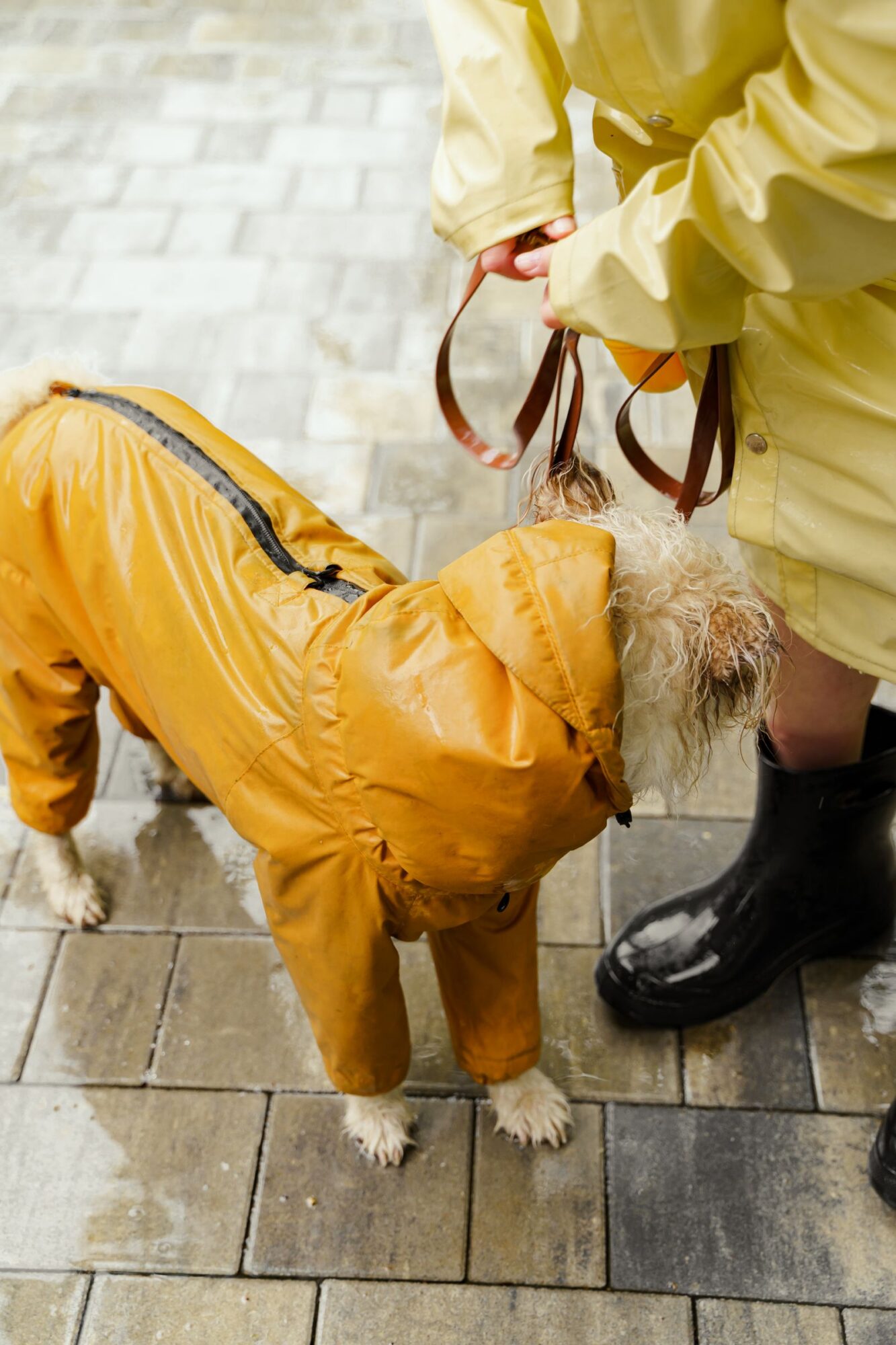 Chien en combinaison imperméable jaune, tenu en laisse par une personne en ciré jaune et en bottes