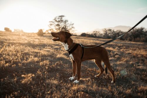 Chien tenu en laisse, oreilles dressées, qui regarde fixement au loin dans un champ : un signe à repérer chez un chien réactif