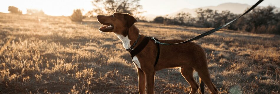 Chien tenu en laisse, oreilles dressées, qui regarde fixement au loin dans un champ