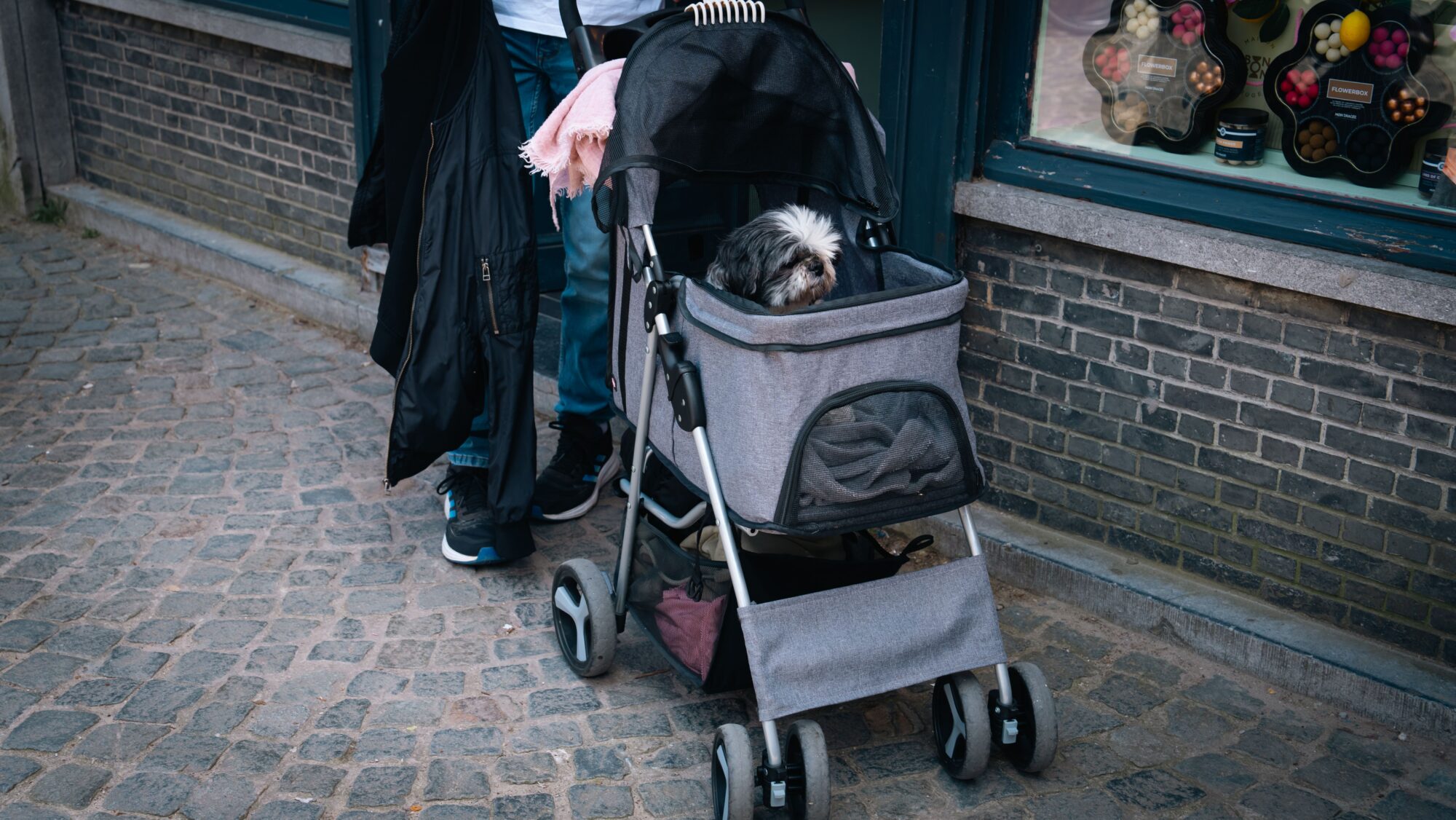 Petit chien installé dans une poussette grise poussée le long d'une rue pavée, devant une vitrine