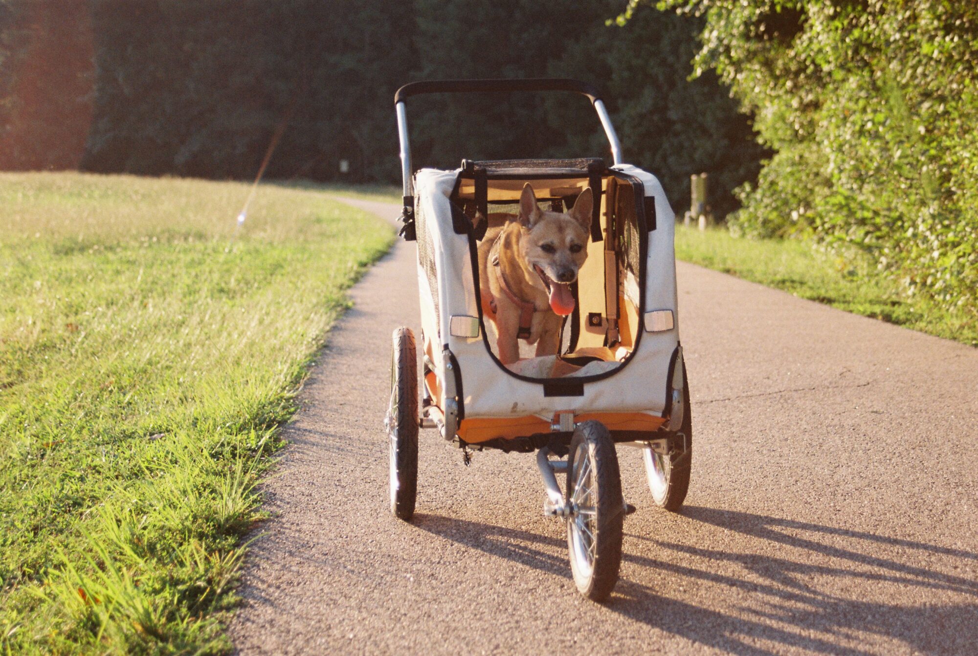 Chien fauve, langue dehors, assis dans une poussette à grandes roues sur un chemin goudronné bordé d'herbe, à la lumière du soir