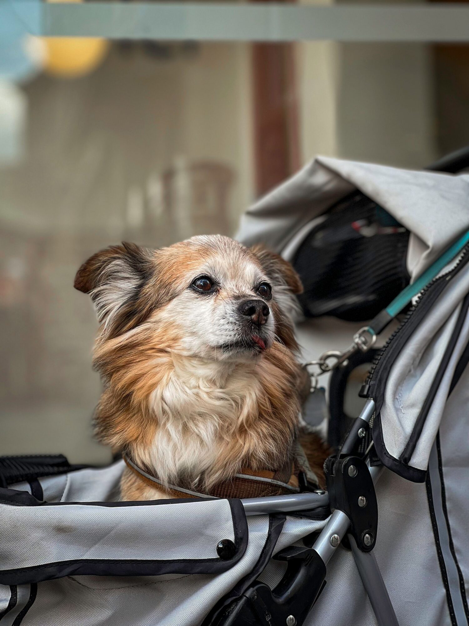 Gros plan sur un petit chien à poil long, fauve et blanc, qui regarde au loin depuis une poussette grise