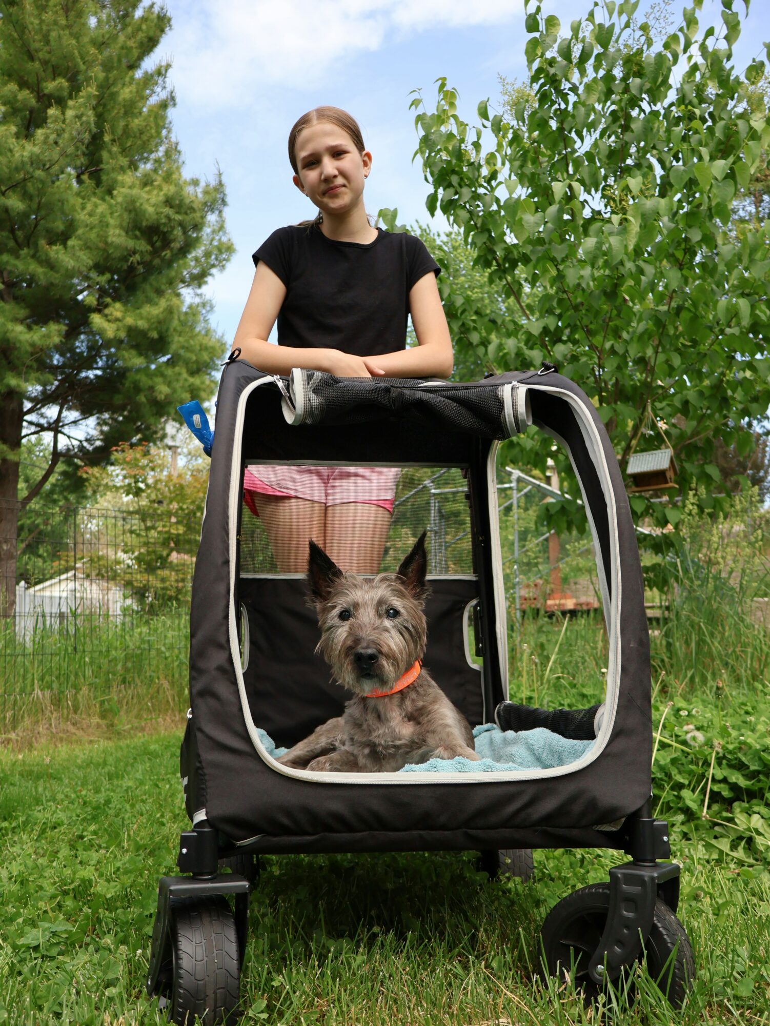 Petit chien au poil rêche, allongé dans une grande poussette à roues posée sur l'herbe, avec une jeune fille debout derrière
