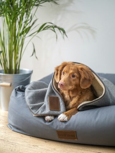 Chien roux couché en boule dans un panier gris, enveloppé dans un plaid
