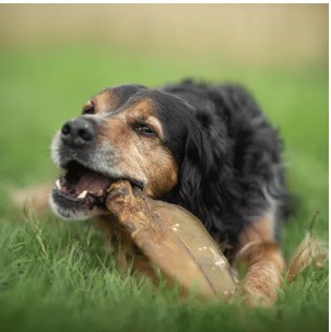Chien noir et feu qui mâche une oreille de bœuf CaniGourmand dans l'herbe