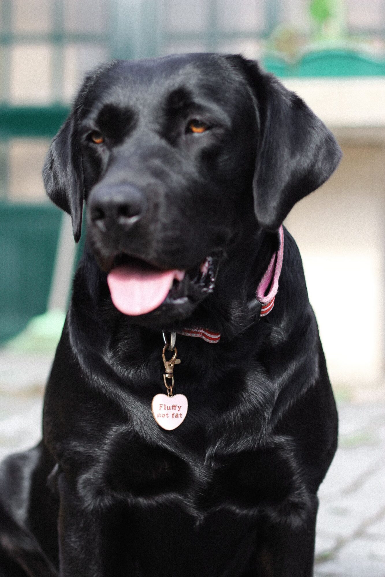Chien noir à la langue sortie, avec un collier rose et une médaille en forme de cœur