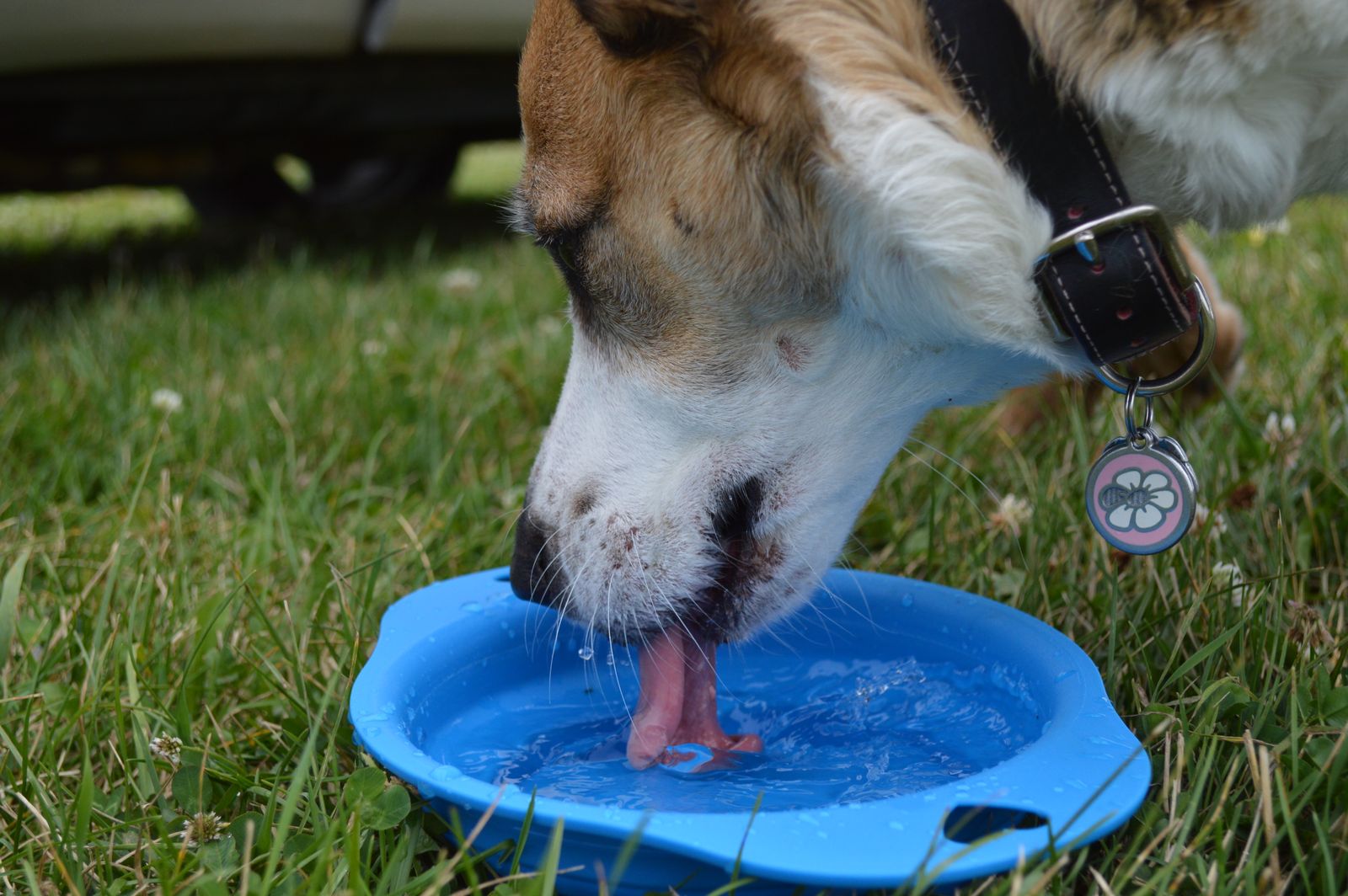 Chien à la tête blanche et brune, avec un collier sombre et une médaille ronde rose et blanche, qui lape l'eau d'un bol bleu posé sur l'herbe