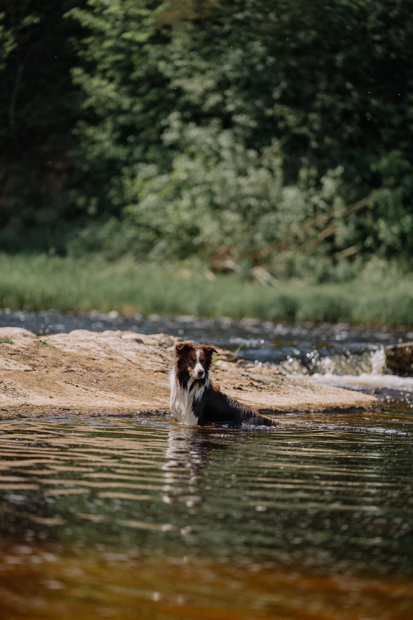 Border collie qui se rafraîchit dans une rivière en été