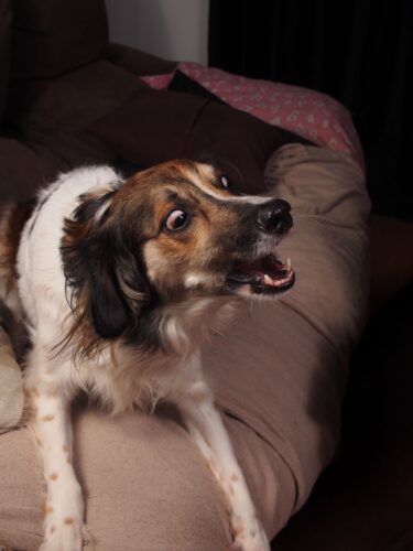 Chien tricolore sur un canapé, tête tournée, qui montre le blanc de l'œil et entrouvre la gueule : des signaux de tension