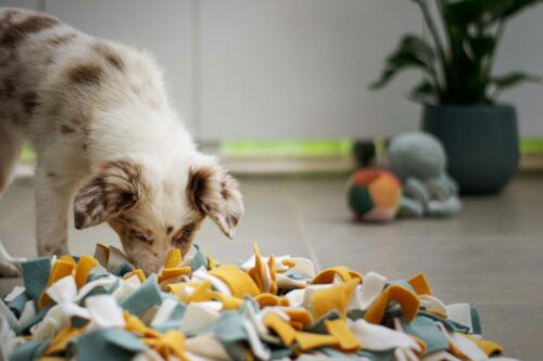 Chien le museau dans un tapis de fouille en tissu à la recherche de friandises
