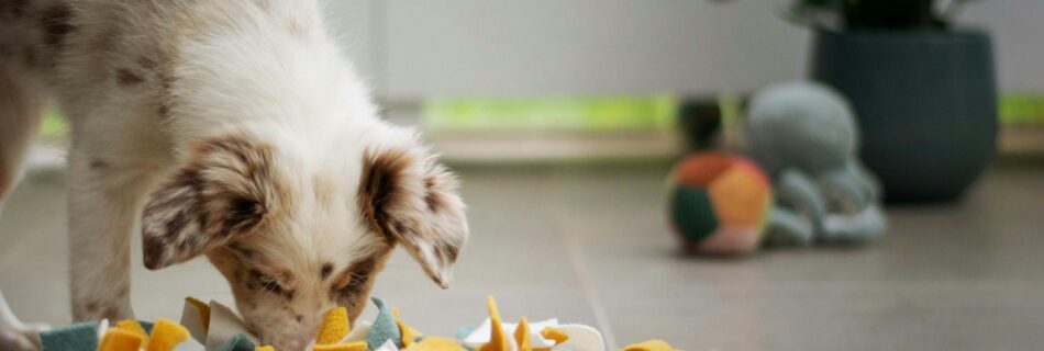 Chien le museau dans un tapis de fouille en tissu à la recherche de friandises