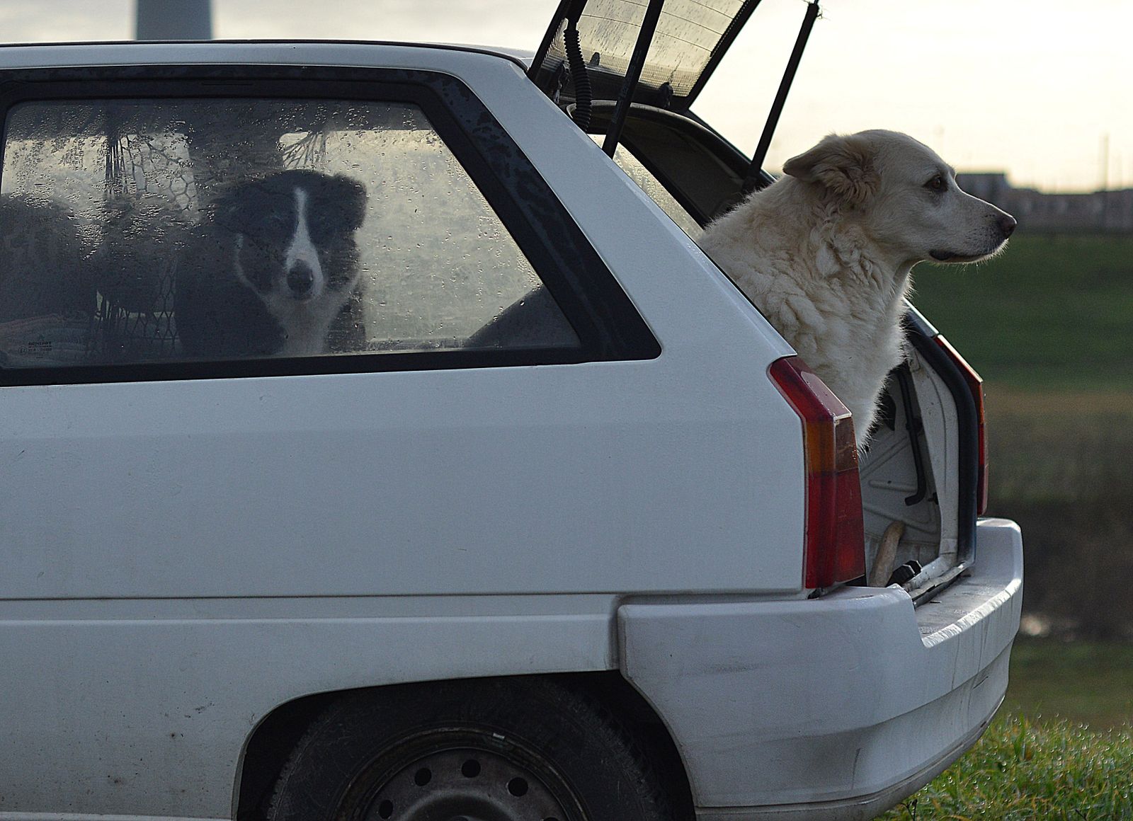 Chien blanc crème installé dans le coffre ouvert d'une voiture blanche, un chien noir et blanc derrière la vitre arrière