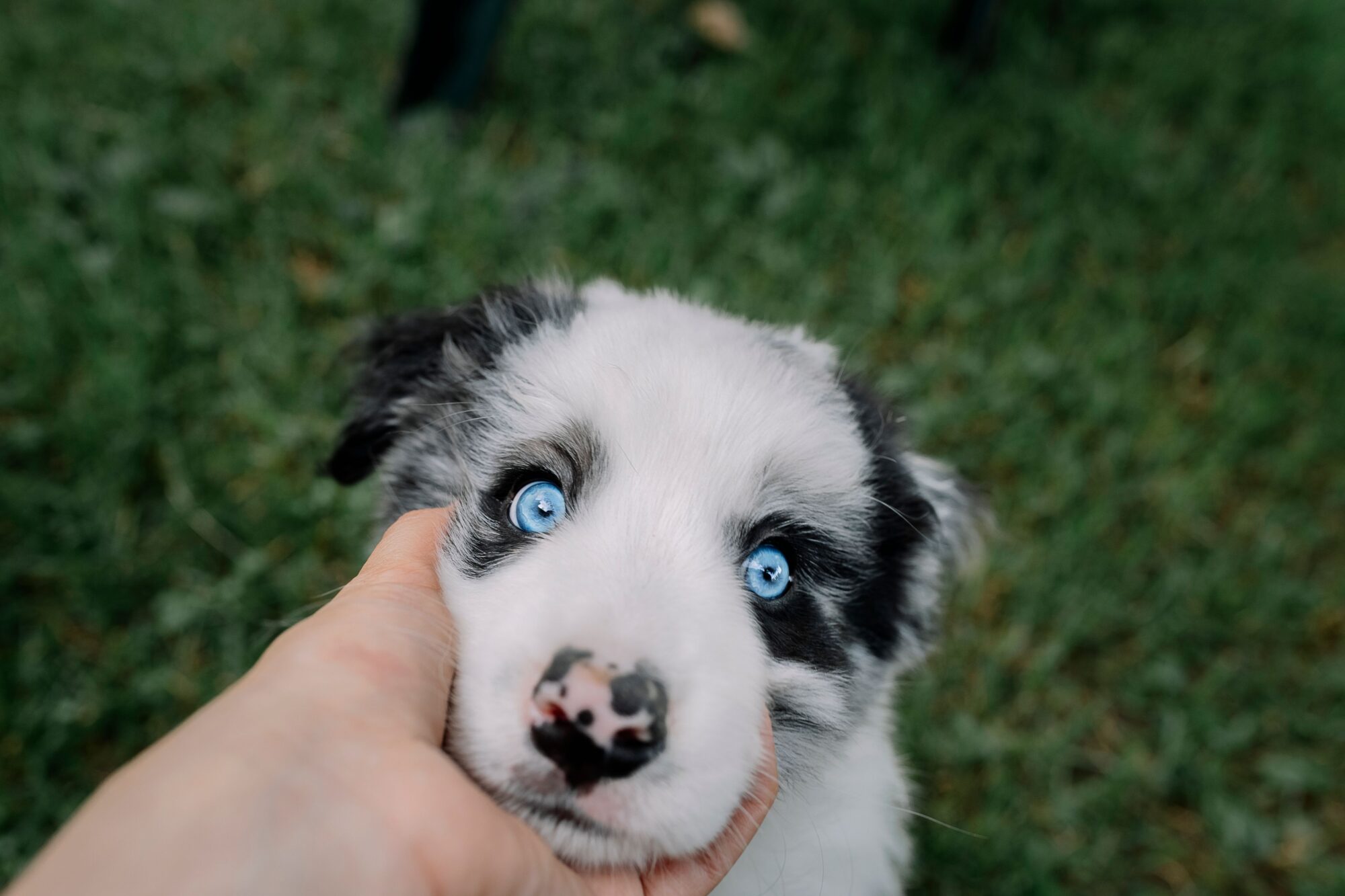 Chiot aux yeux bleus, le menton tenu par une main