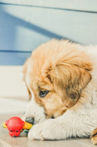 Chiot au pelage doré couché sur le sol qui mordille un jouet coloré