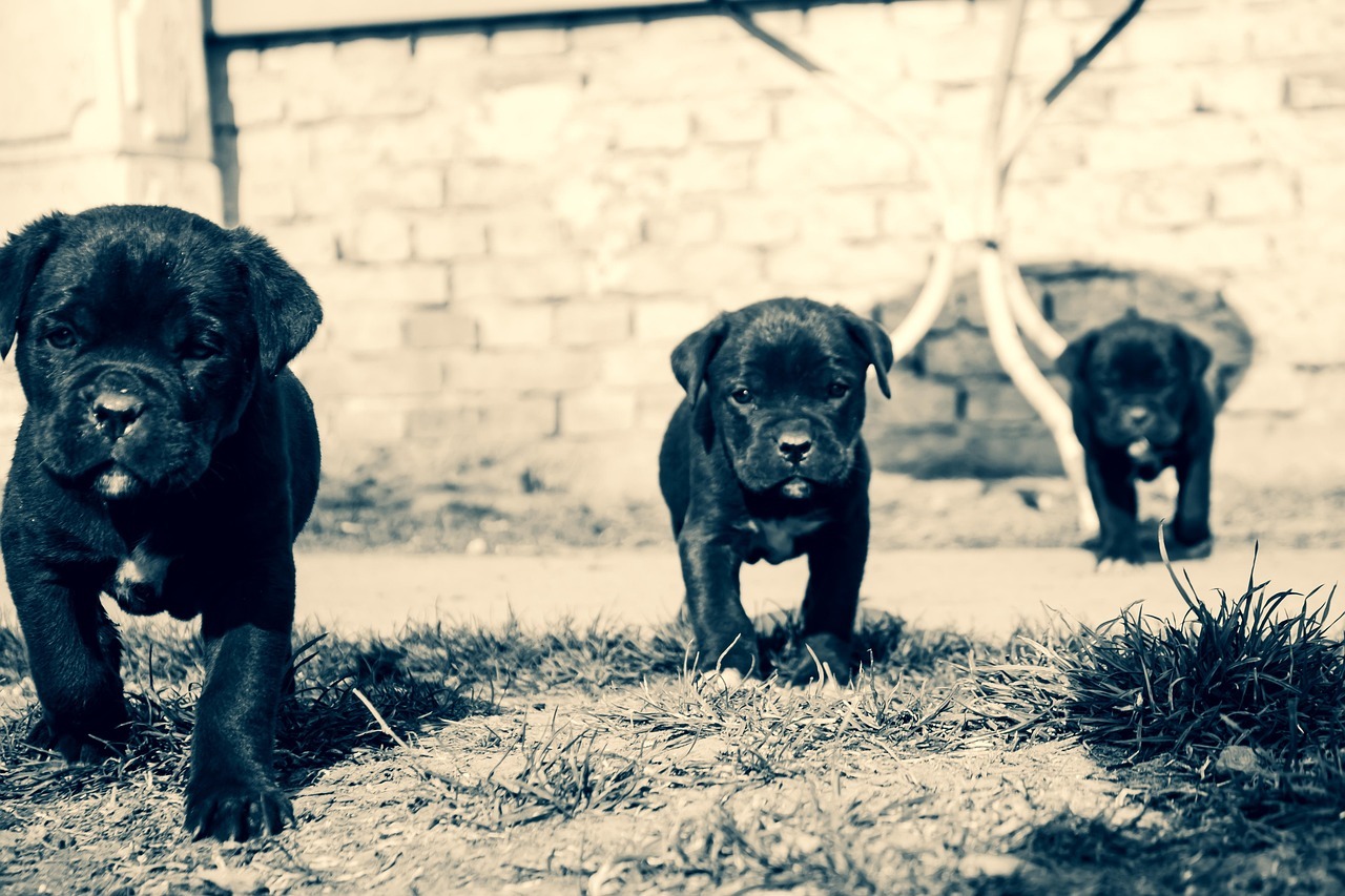 Trois chiots Cane Corso noirs qui avancent sur l'herbe, devant un mur de briques.
