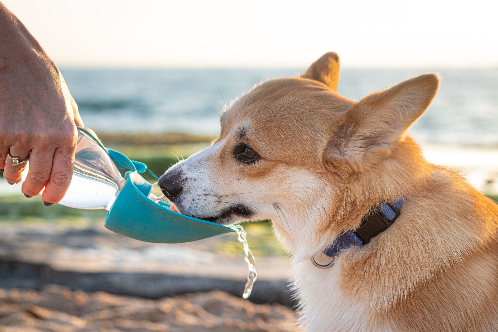 Corgi fauve et blanc qui boit l'eau dans le réceptacle turquoise d'une gourde de voyage tenue par une main, sur une plage, la mer en arrière-plan