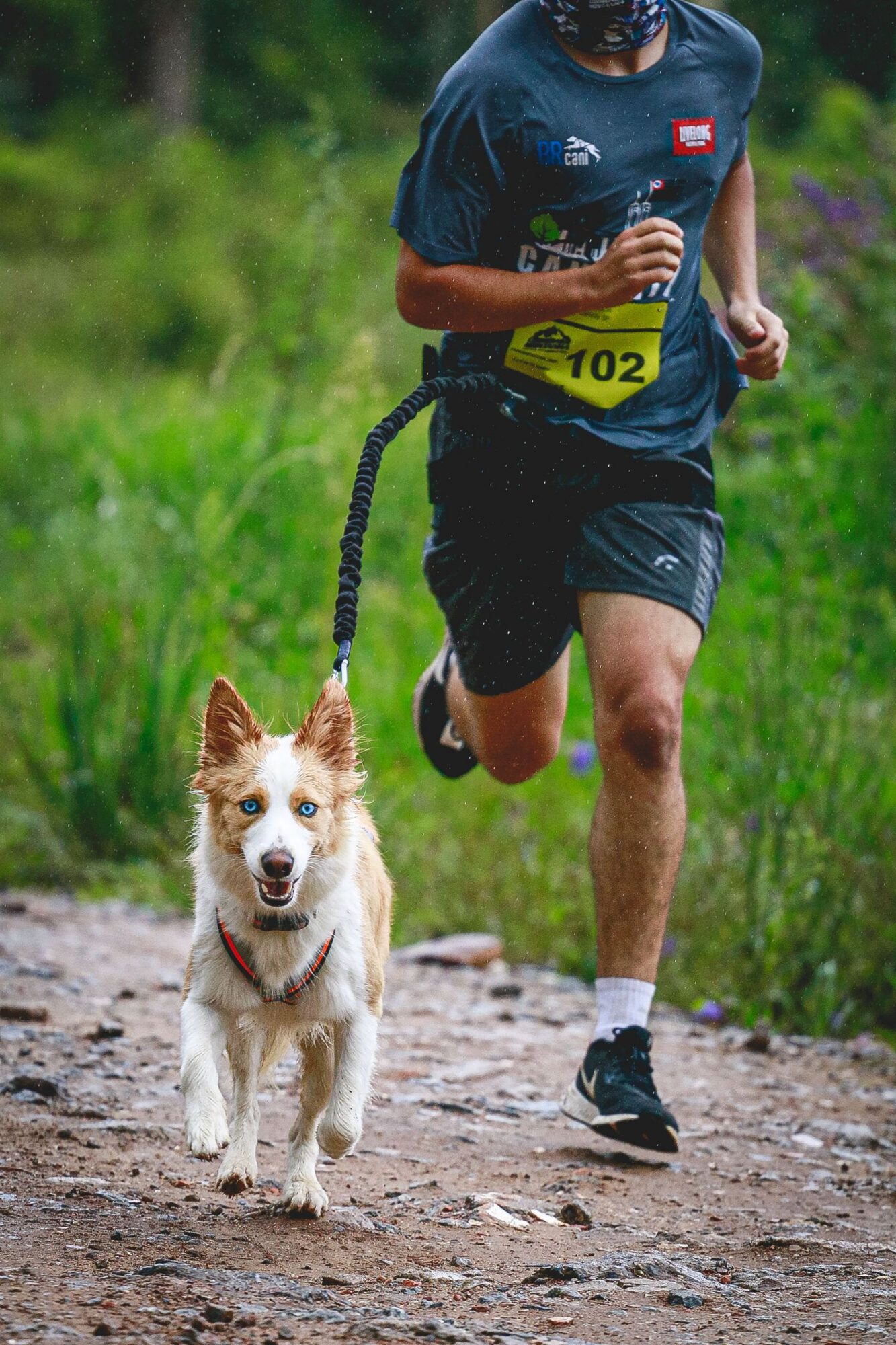 Coureur en tee-shirt bleu avec un dossard jaune, relié par une ligne élastique noire à son chien roux et blanc qui court devant lui sur un chemin de terre bordé de verdure