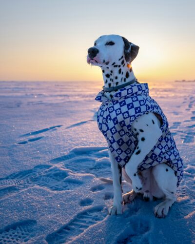 Dalmatien assis dans la neige au coucher du soleil, vêtu d’un manteau bien ajusté