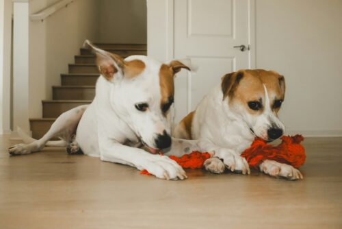 Deux chiens blancs et marron allongés côte à côte sur un parquet avec un jouet orange, illustration de la protection de ressources entre chiens