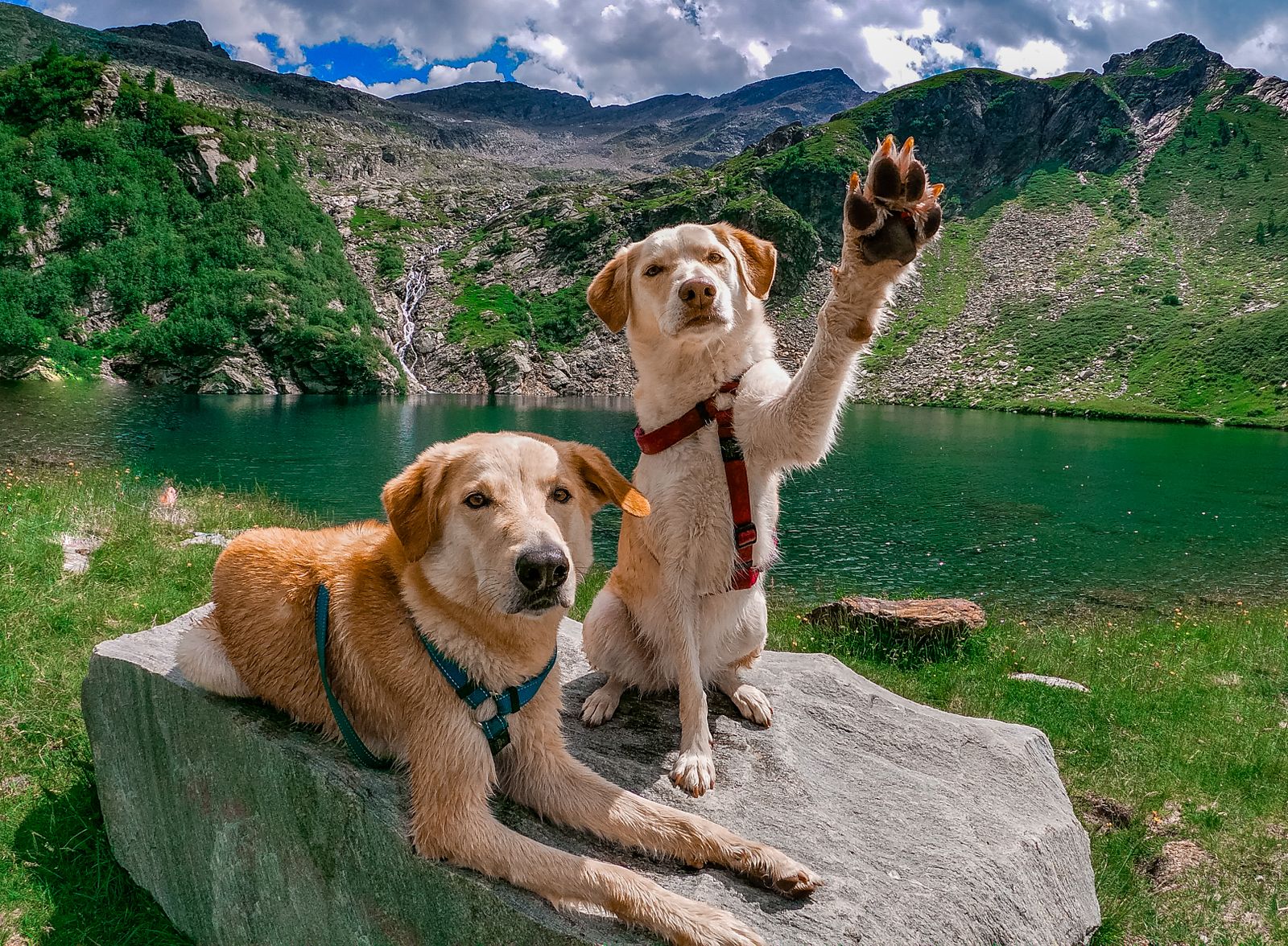 Deux chiens clairs sur un gros rocher plat au bord d'un lac vert émeraude entouré de pentes herbeuses, l'un couché avec un harnais bleu, l'autre assis, une patte levée, avec un harnais rouge