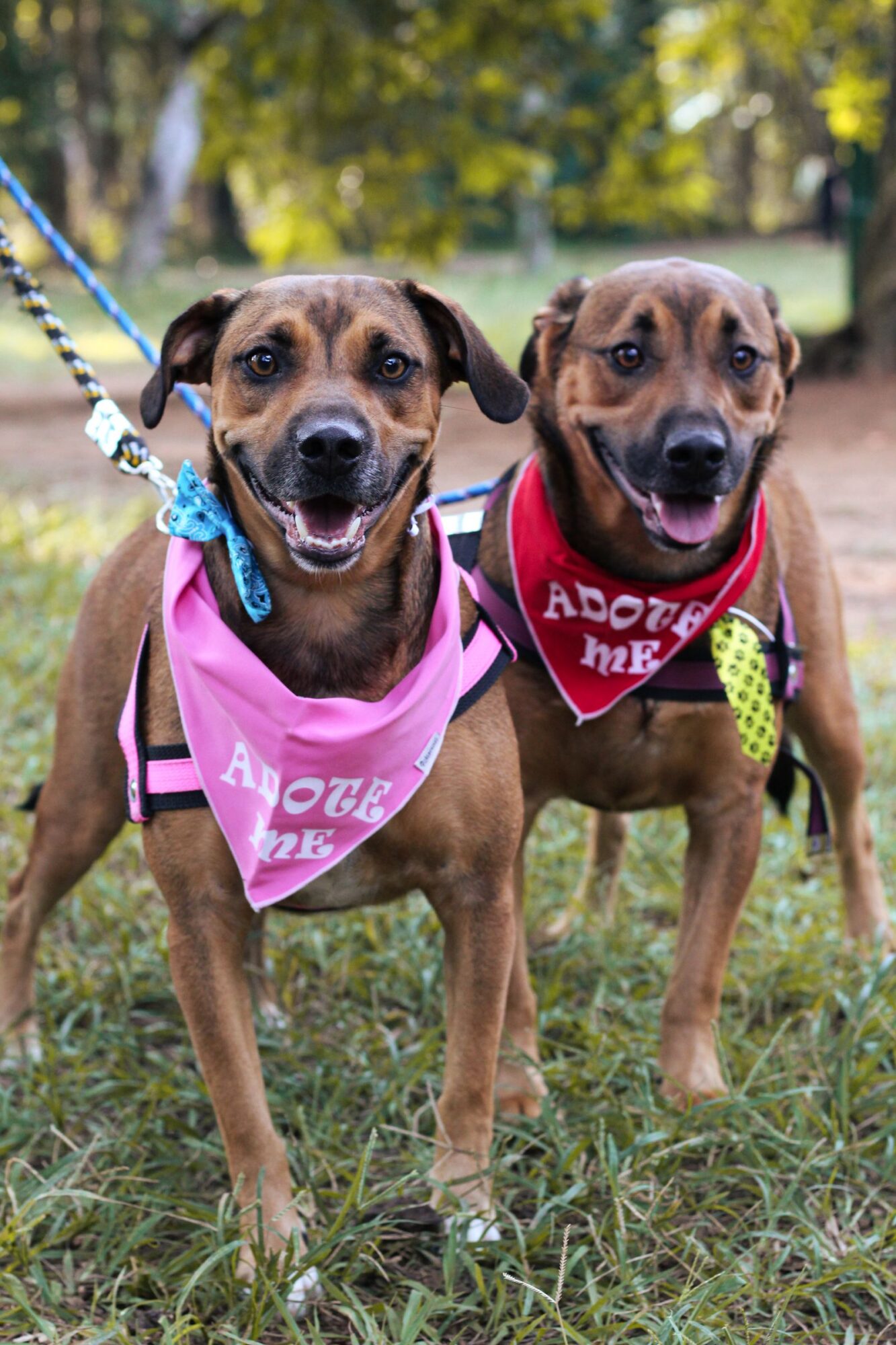 Deux chiens marron à poil ras, la gueule ouverte, debout côte à côte dans l'herbe, chacun avec un harnais et un foulard, rose pour l'un et rouge pour l'autre, sur lequel on lit « ADOTE ME », « adoptez-moi » en portugais
