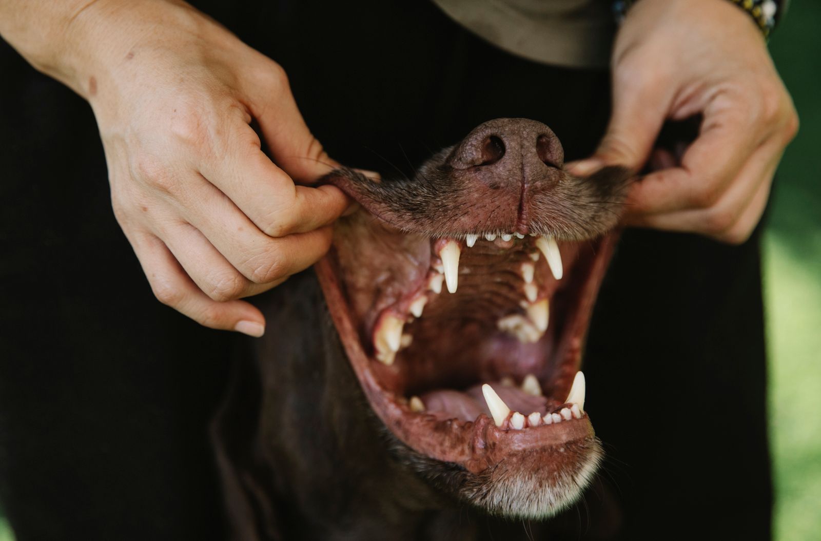 Gros plan sur deux mains qui écartent les babines d'un chien brun foncé, gueule ouverte, pour montrer ses crocs et ses petites dents du devant, sur un fond sombre avec un peu d'herbe verte floue à droite