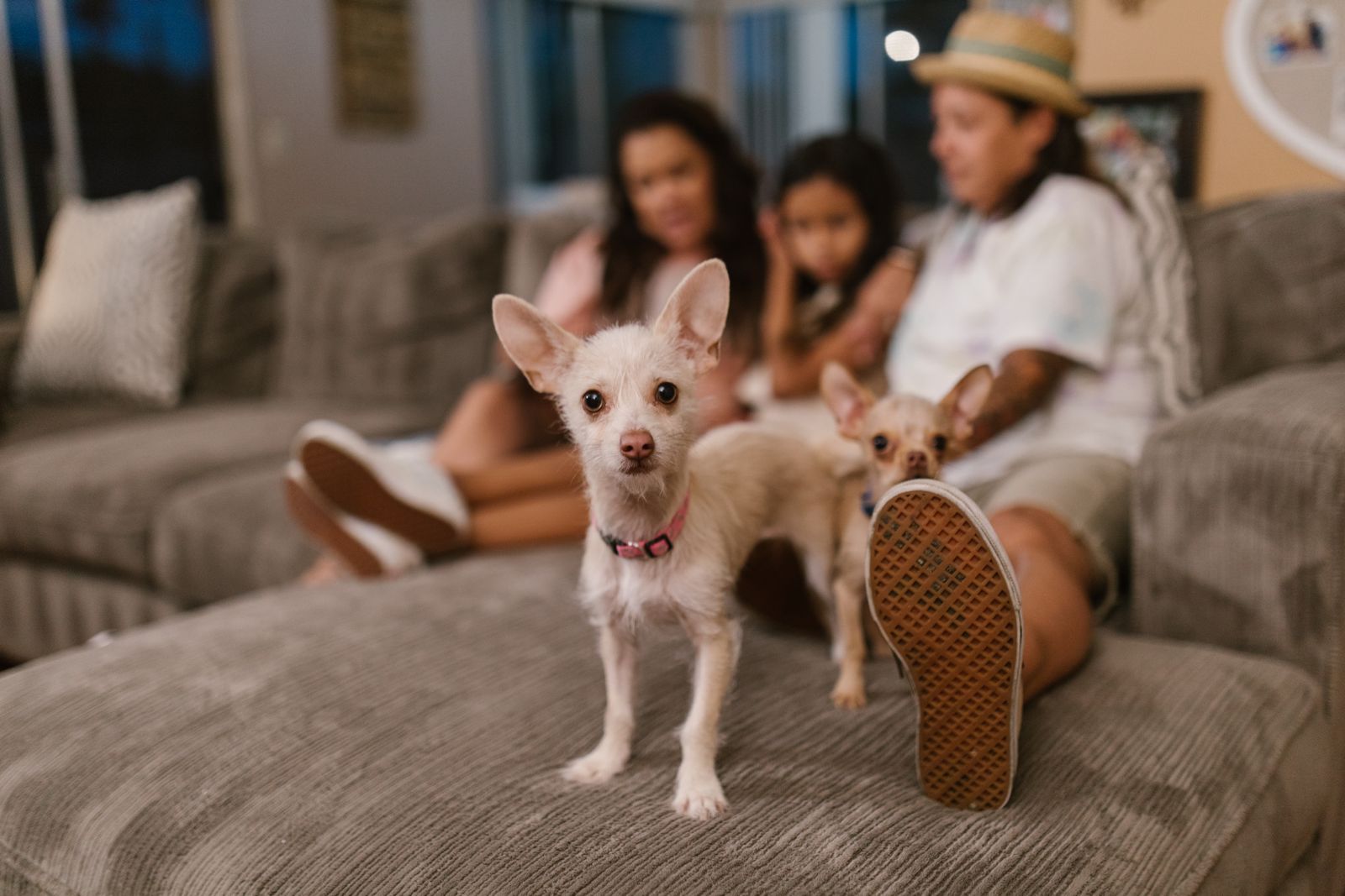 Deux petits chiens crème à poil ras, debout sur un canapé gris-beige, dont l'un porte un collier rouge, devant trois personnes assises sur le canapé, dont une fillette et une femme au chapeau de paille