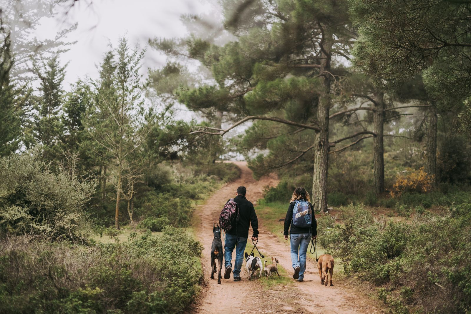 Un homme et une femme, vus de dos et portant des sacs à dos, marchent sur un sentier de terre rougeâtre entre des pins et des buissons, avec quatre chiens dont certains tenus en laisse