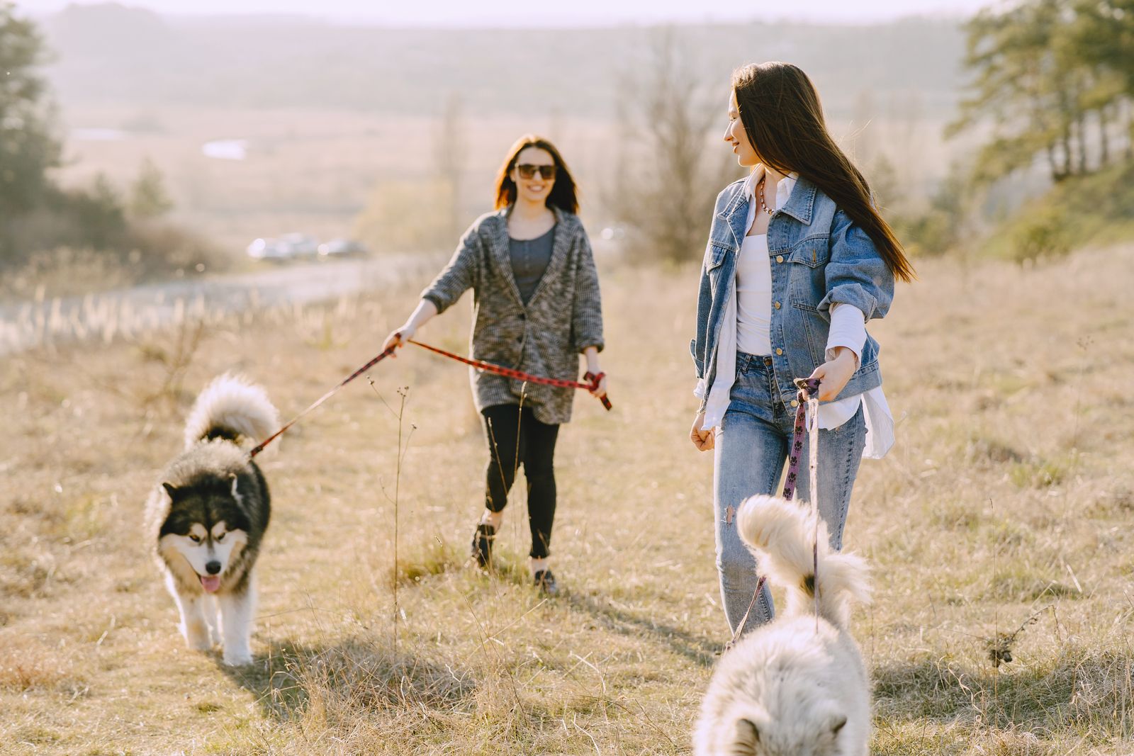 Deux femmes souriantes marchent dans un champ ensoleillé, chacune tenant en laisse un chien au poil épais