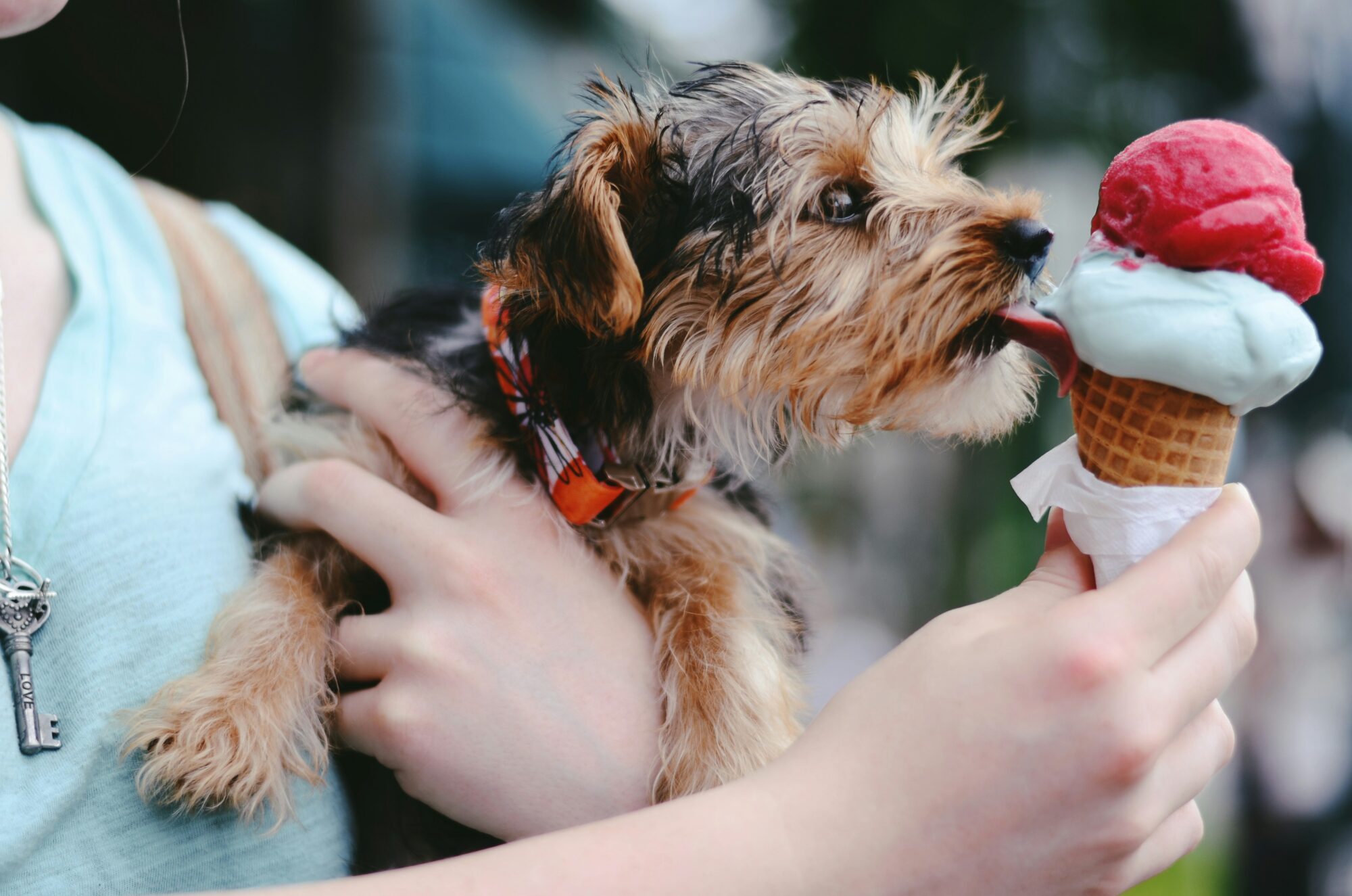 Chiot qui lèche une glace en cornet