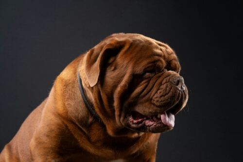 Portrait d'un Dogue de Bordeaux fauve au masque sombre, tête de trois quarts sur fond noir